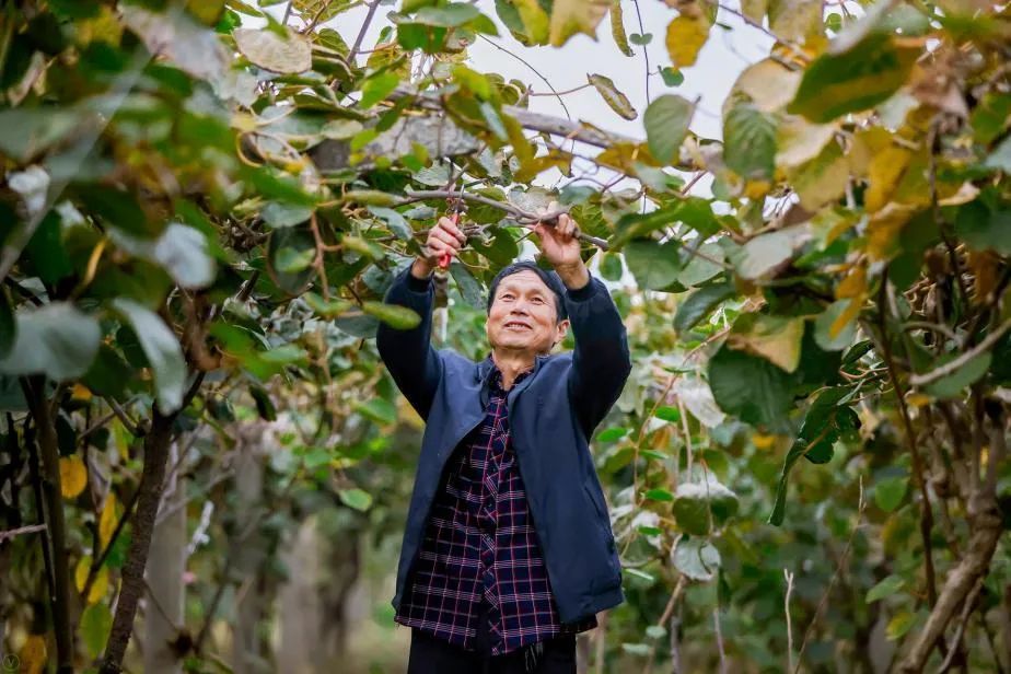 好果子卖出好价格！西北最大产地智能供应链中心打造京东11.11乡村振兴新样板