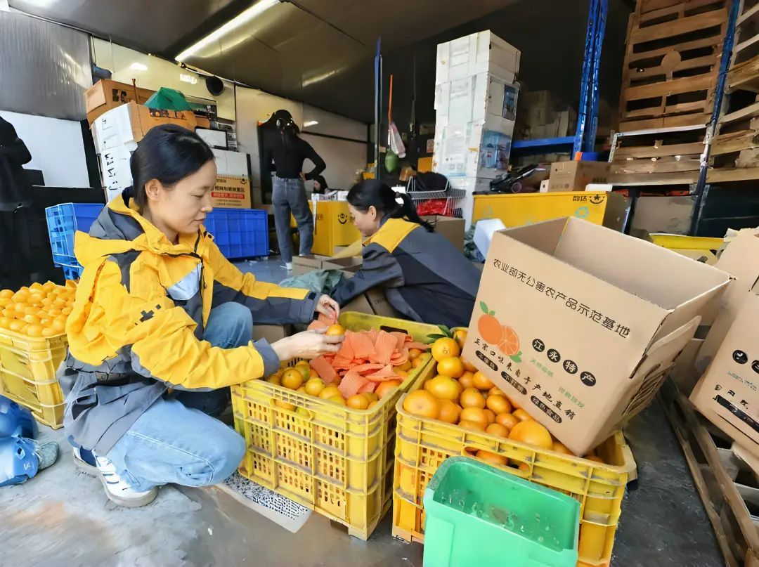 果農變身網點負責人，十年后他助力當地蜜桔年寄遞量近50萬斤