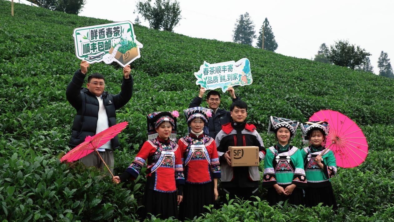 早茶“鲜”到！顺丰专机专线为春茶保驾护航